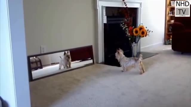 Little pet playing with mirror owsam pet playing mirror 🐕🥰❤️