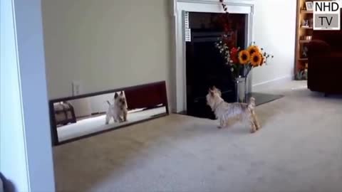 Little pet playing with mirror owsam pet playing mirror 🐕🥰❤️