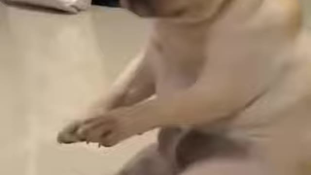 Laugh with this cute and funny pet dog vibing to Korean music!😂😻😍😹