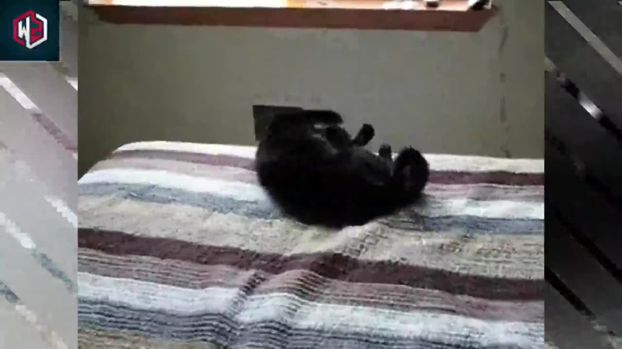 Here’s What It Means When Your Cat Curls Up With You For Cuddles