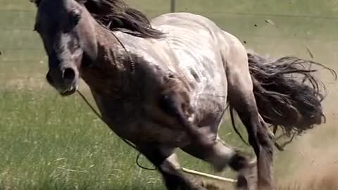 Amazing Horse