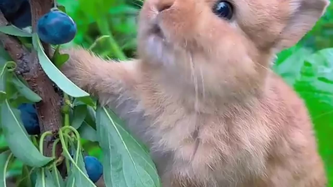 Cute Rabbit Eating Blueberries 🫐🫐