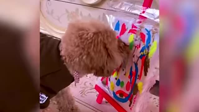 These Animals Got Talent!!