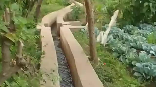 Cabbage produced by Irrigation Canal