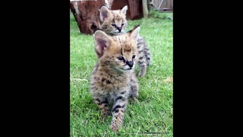 cute serval