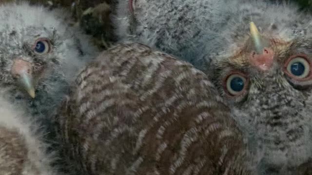 Owl Box Filled With Baby Owls