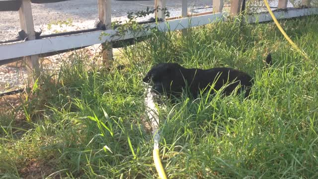 Puppy Playing With Water Hose