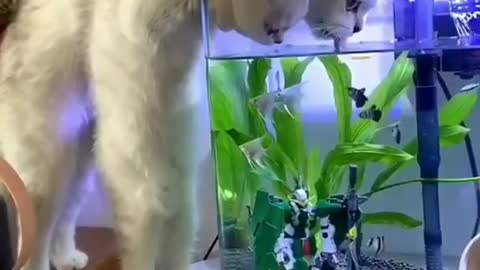 We are just Watching video is a 2 funny 🤣 cat vs fish 🐠 vs 🐈😺 video