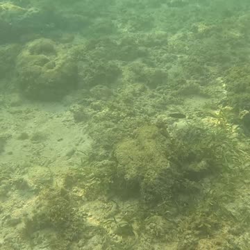 Under the Sea: A Snorkeling Adventure 🌊🐠