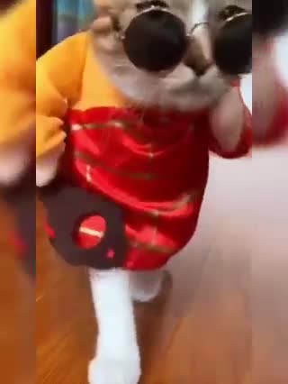 Today's most funnyest video