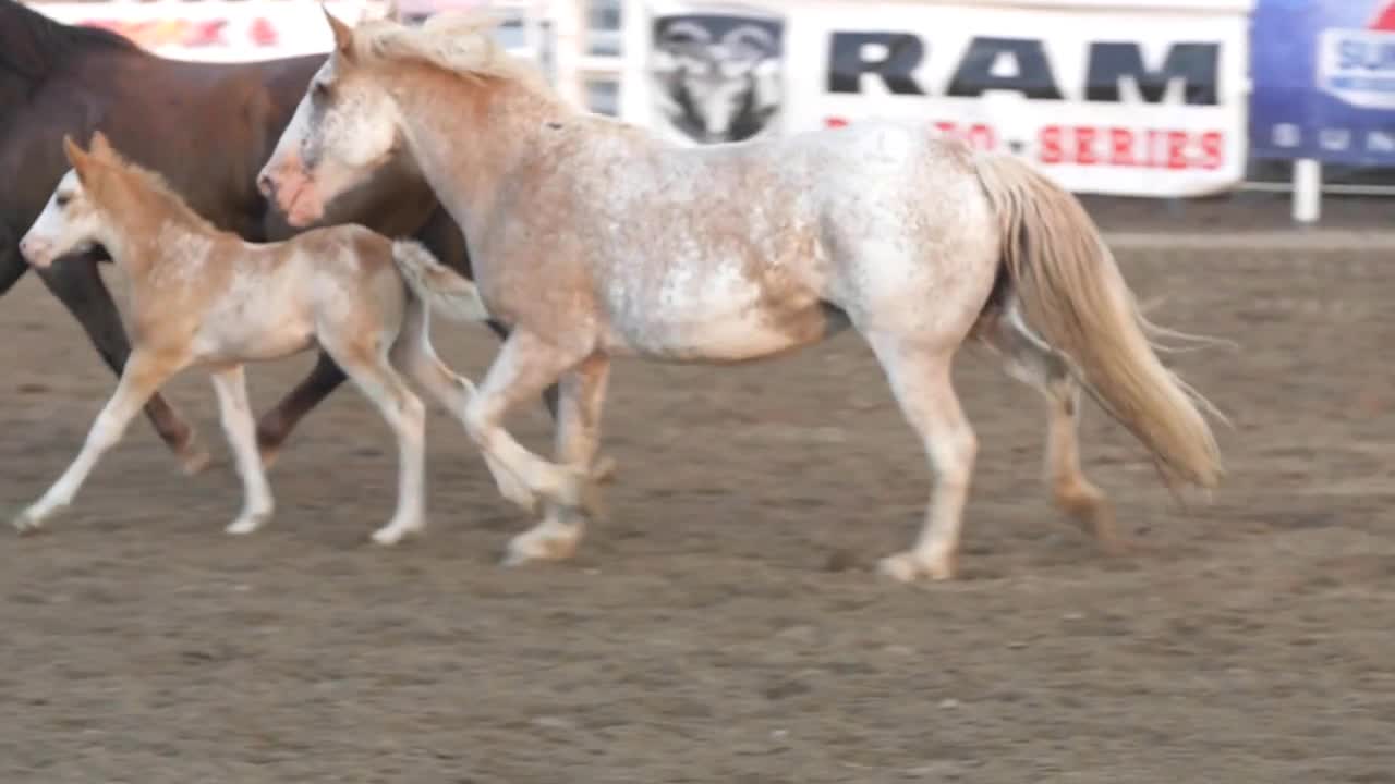 Editorial horses and colts in the PRCA rodeo event