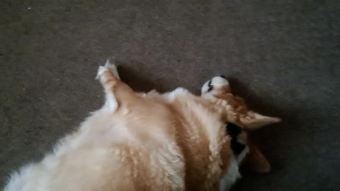 Corgi play dead