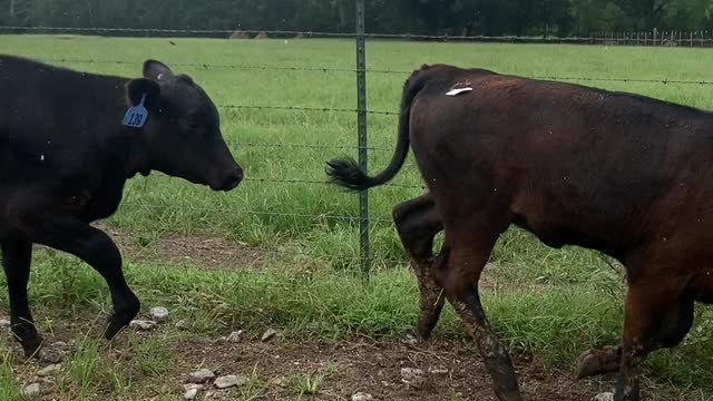 300 pound heifers