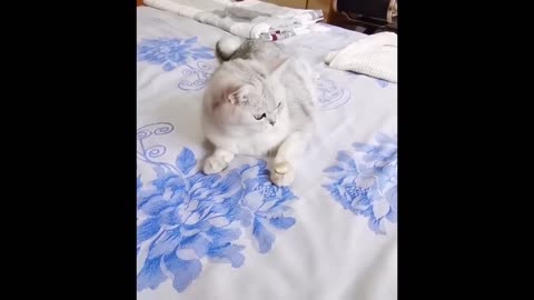 Funny cats scared of cucumbers cat vs cucumber compilation Gatos VS pepinos
