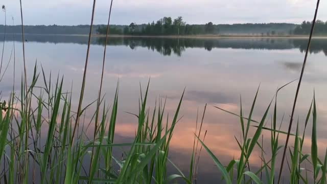 Self-isolation in the forest. Summer season. spider and lake