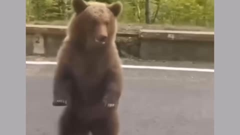 Funny Bear