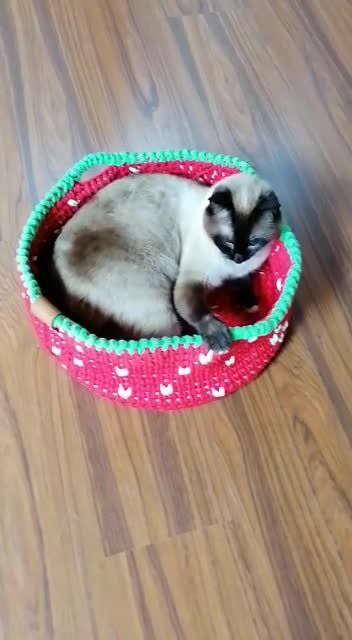 a cute cat napping in his favorite basket