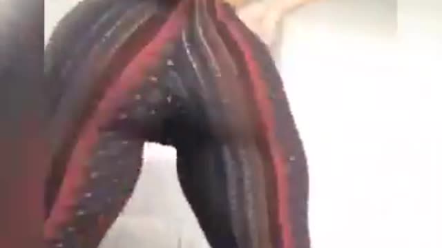 Big Booty _ Big Ass Twerking Compilation 2021_ Hot Ass