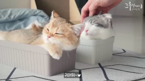 귀여운 고양이 옆에 귀여운 고양이