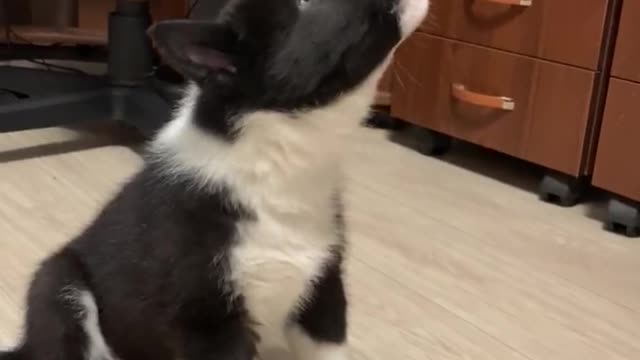 puppy sings with my sister