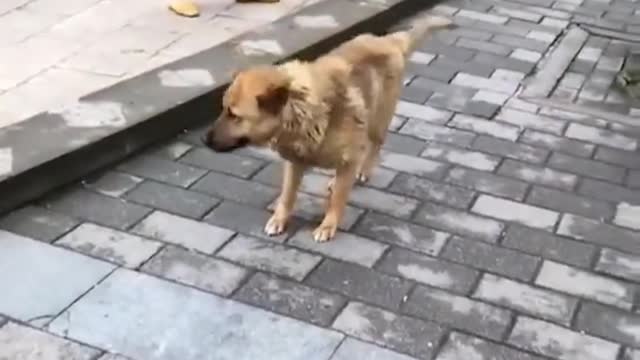 Funny cute pet, dog confused behavior, watch and laugh again, dog dance.