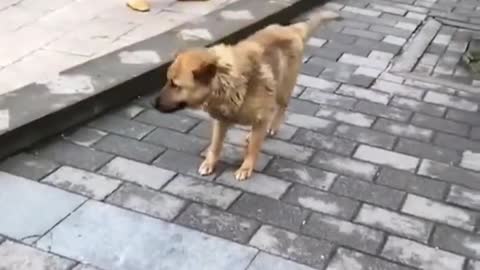 Funny cute pet, dog confused behavior, watch and laugh again, dog dance.