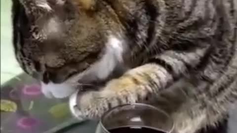 Cat's funny video