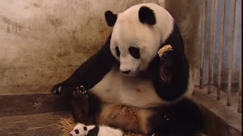 Scaring the panda mama