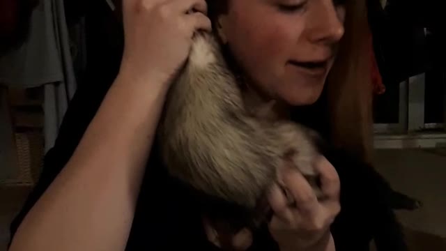 Ferret phone