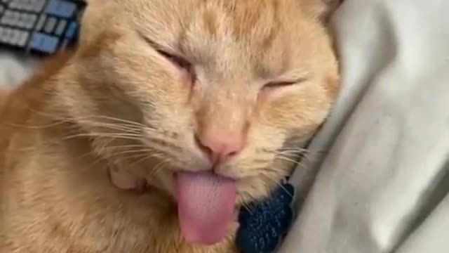 Funny Cat & Pets