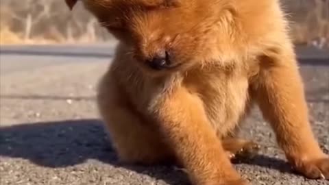 🤣Funny Dog Videos 2024🤣 🐶