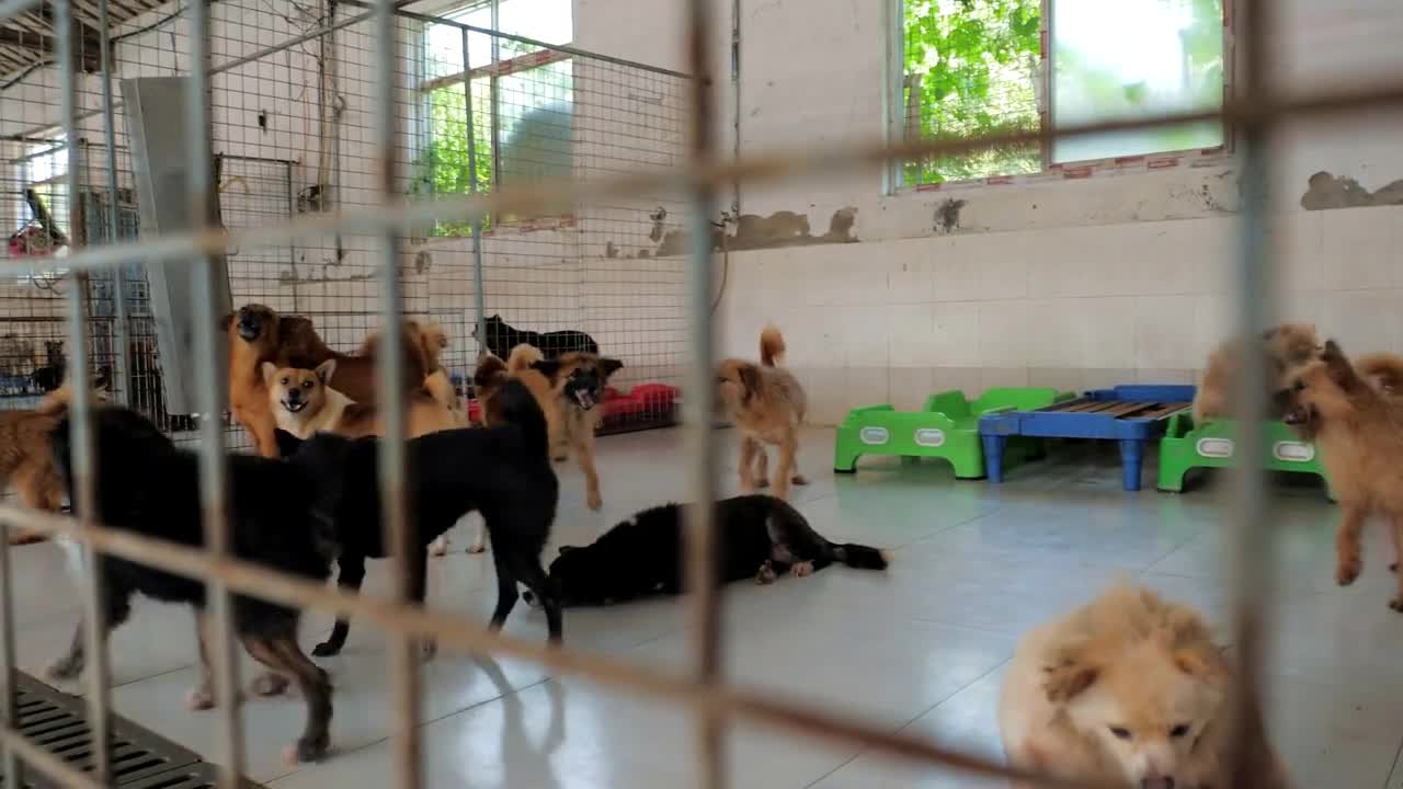 Different mixed breed dogs behind the fences. Dogs in a shelter or an animal nursery