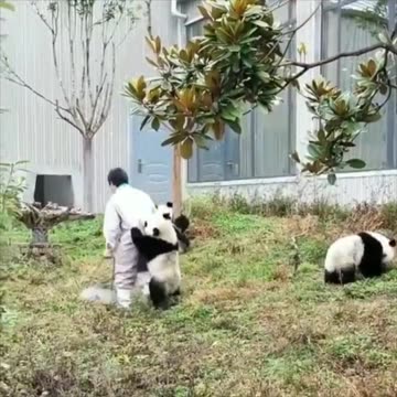 Pandas are making fun of the zookeeper