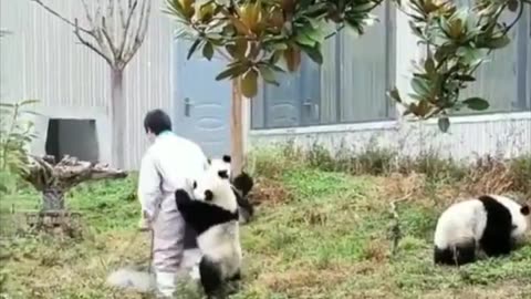 Pandas are making fun of the zookeeper