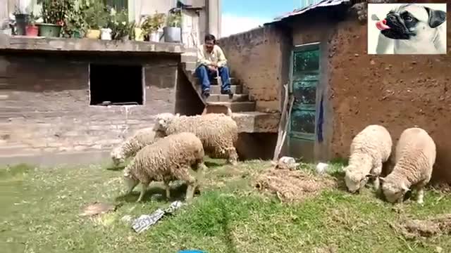 TOP FUNNY SHEEPING ATTACK PEOPLE 2021