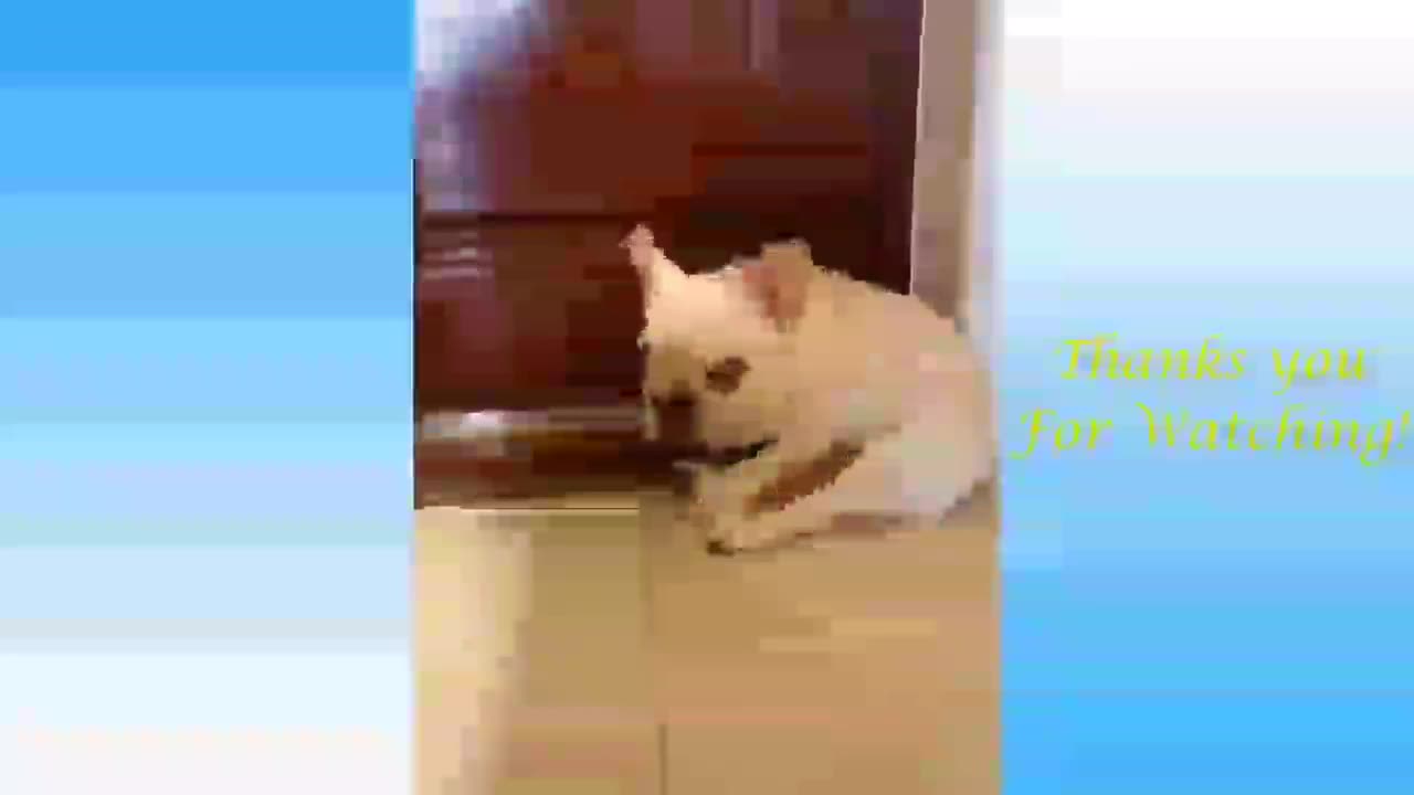 Funny dog sleeping comedy