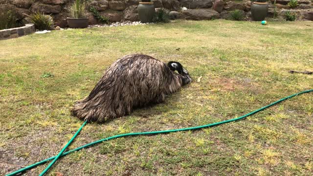 Emu Having Some Sprinkler Fun