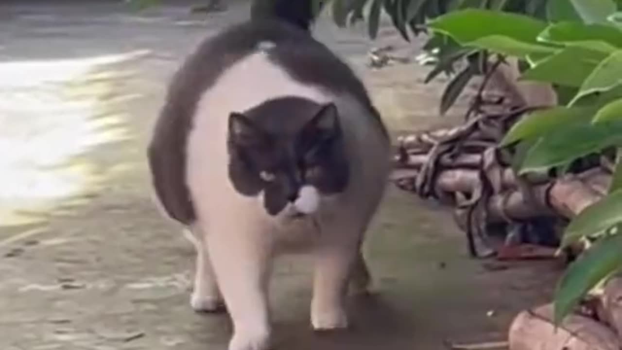 Complication cat dancing