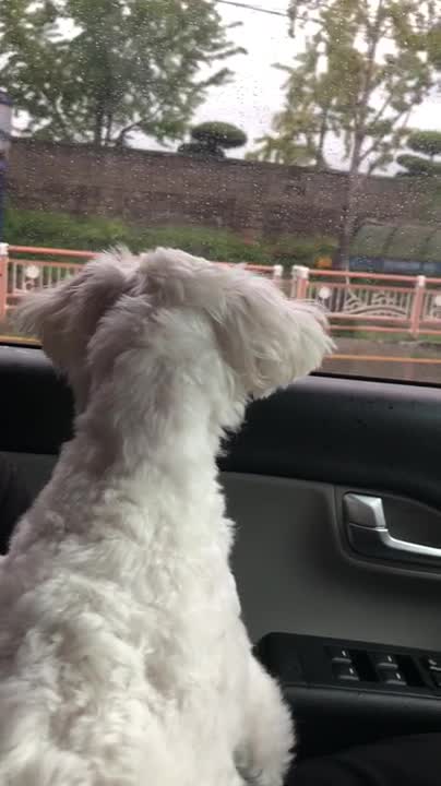 A puppy who wants to go out the window