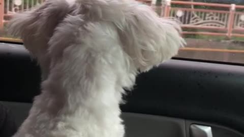A puppy who wants to go out the window
