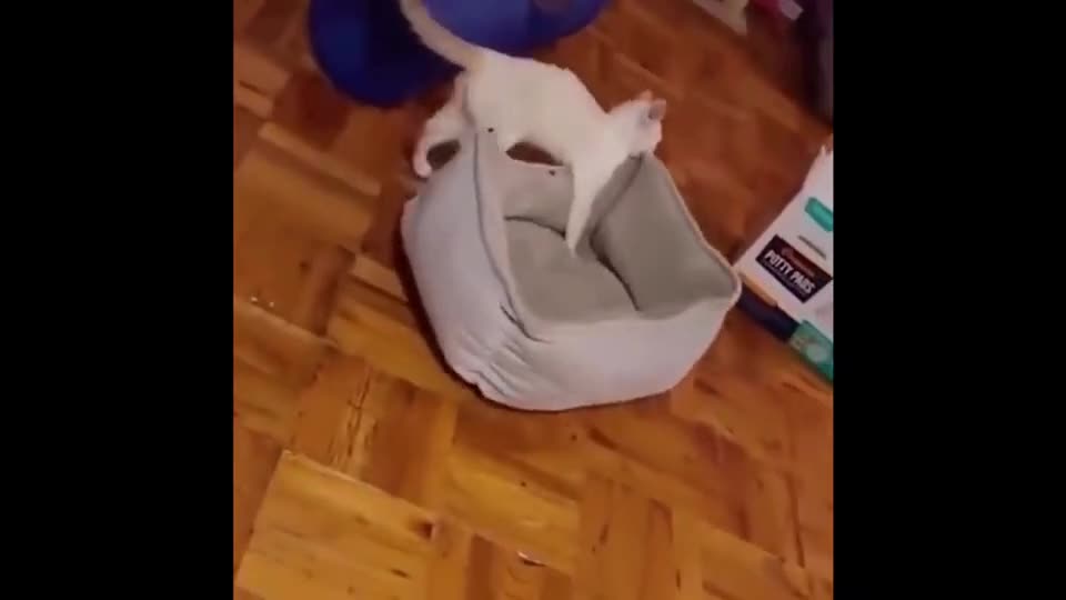 Smart cat at home