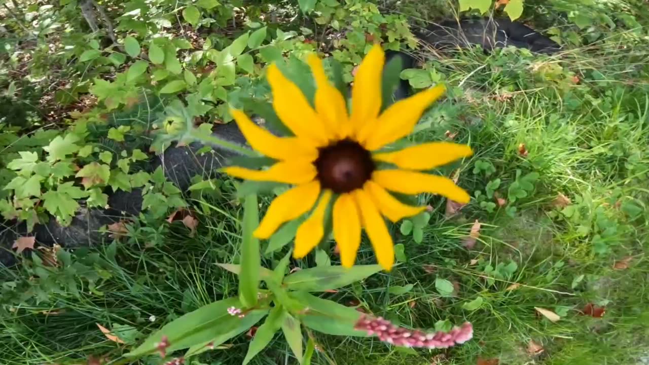 Black-eyed Susan