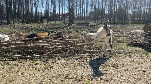 GOATS Eating Dead Aspen Tree Pile 04.2020