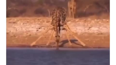 Giraffe drinking water