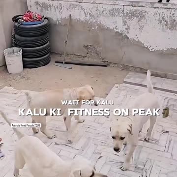 funny moments with dogs 🐕 #8