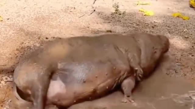 Pigs in mud pits