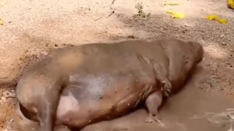 Pigs in mud pits