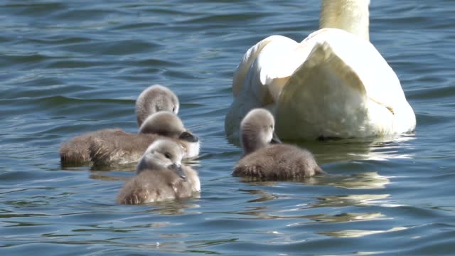 Baby swan