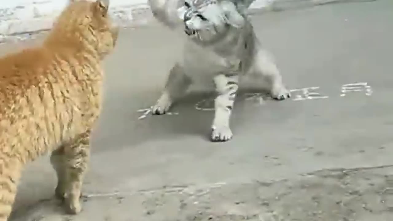 Lovely❤ funny 🐱 cat fighting