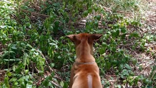 Ridgeback Pup Powers Through Tangle Of Bush To Keep Up With Big Dog